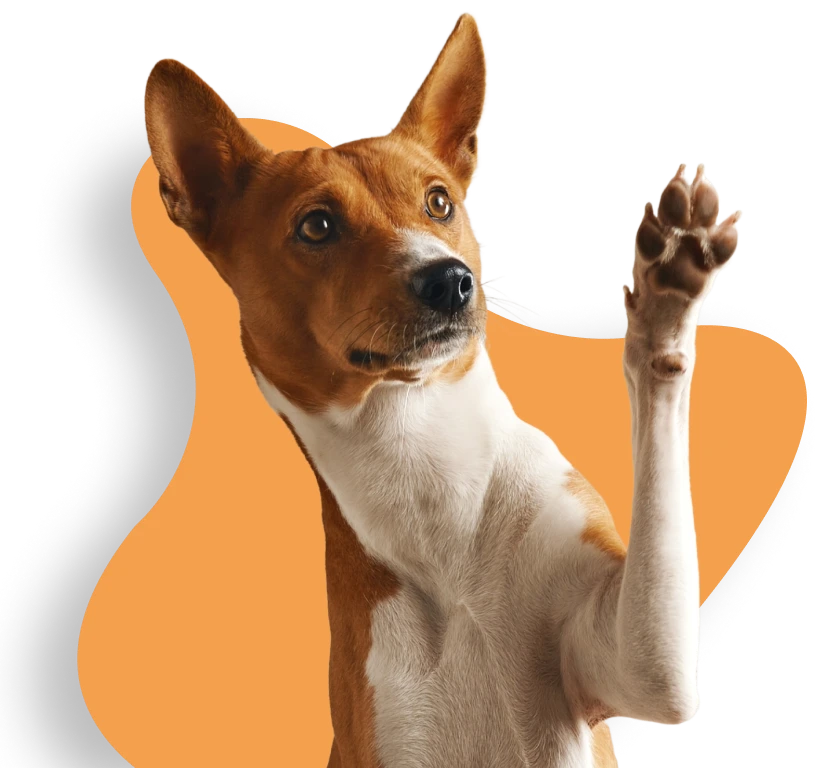 Cómo ser parte de DORU